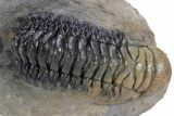 Detailed Crotalocephalina Trilobite - Atchana, Morocco #359588-3